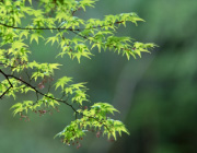 季节的成语